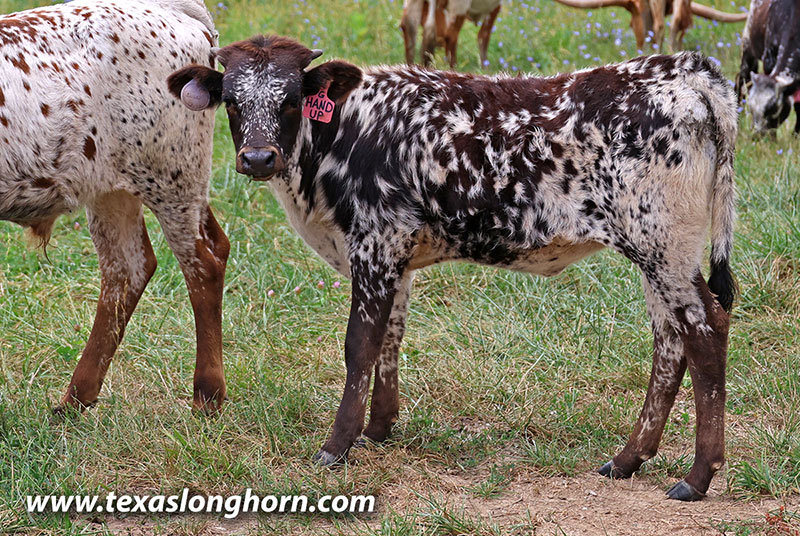  Heifer_2025 - Hand Up x Giver - 2025 Heifer - Photo Number: 25J_3328.jpg