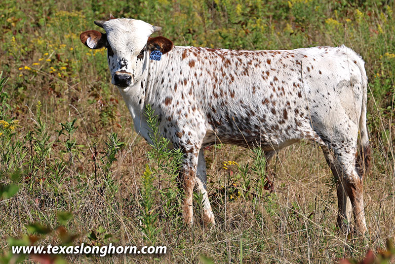  Bull_2025 - Spoke Aloud x No How - 2025 Bull - Photo Number: 25J_3733.jpg