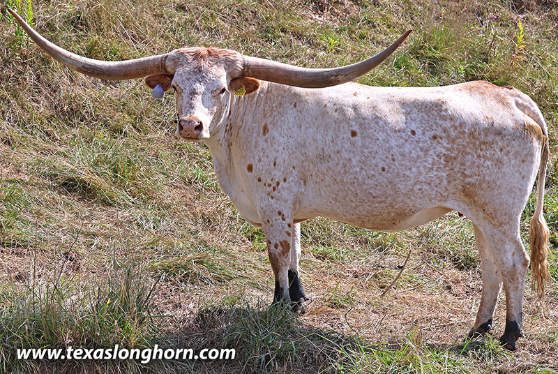 Marked Flair - Photo Number: 25J_4035.jpg