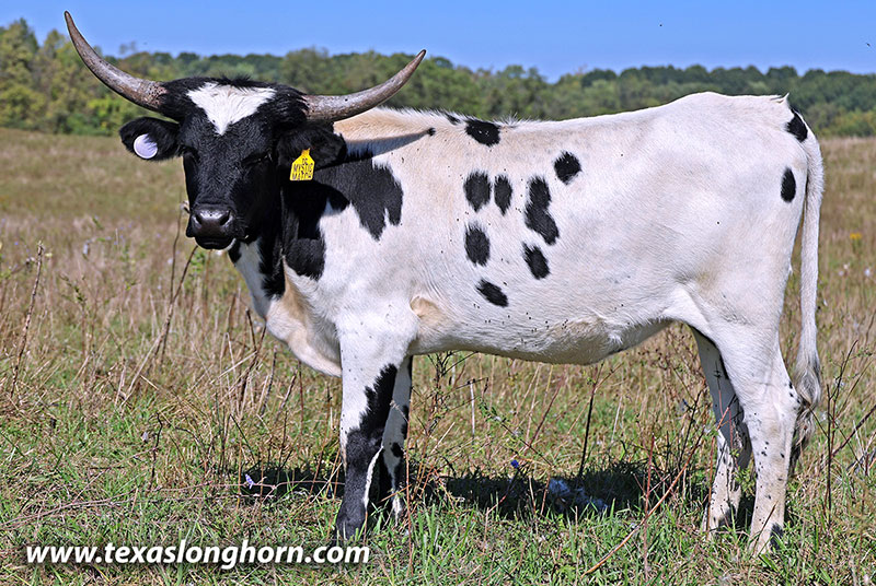  Heifer_2024 - Mystic Match - Photo Number: 25J_4397.jpg