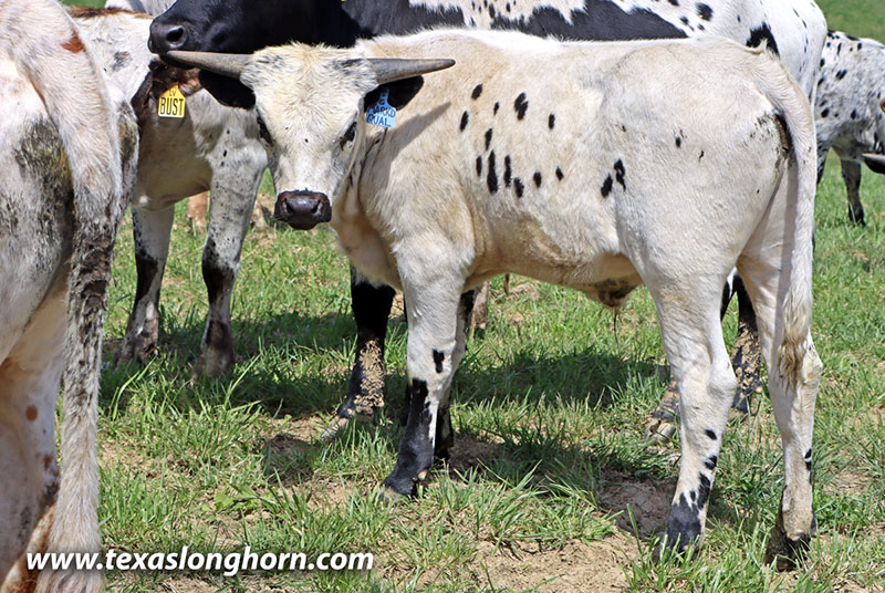 Marked Quality Calf 2025 - Photo Number: 26D_0248.jpg