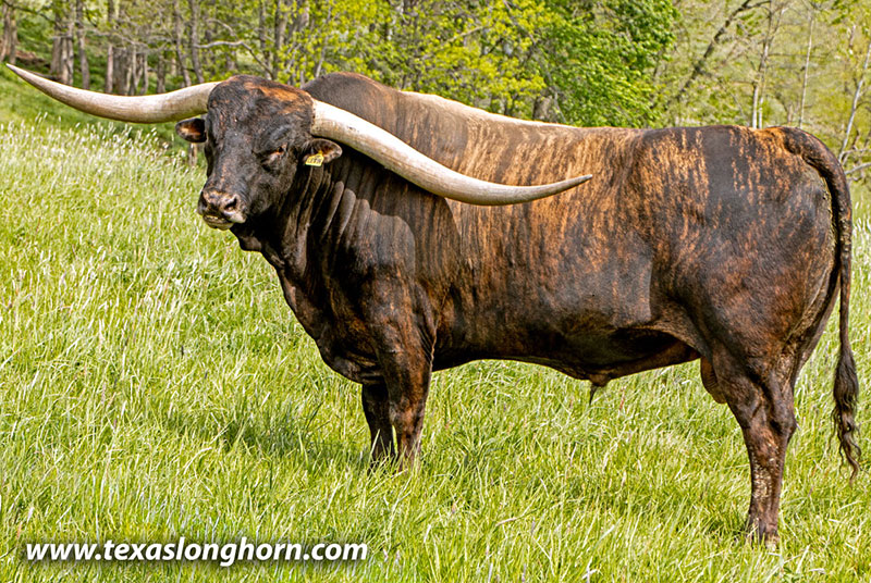Texas Longhorn Reference_Sire - Levin - Photo Number: 26D_0457.jpg
