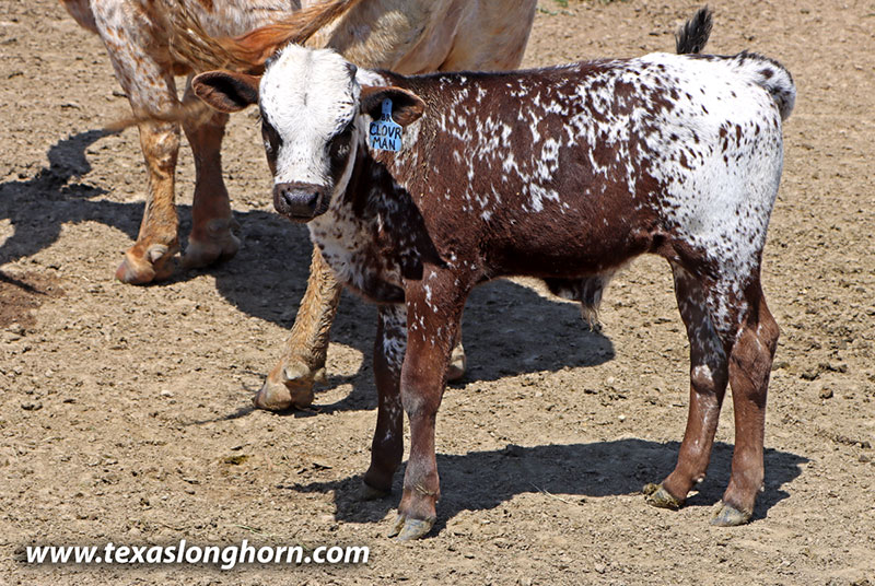 Cloverman Calf 2026 - Photo Number: 26D_1155.jpg