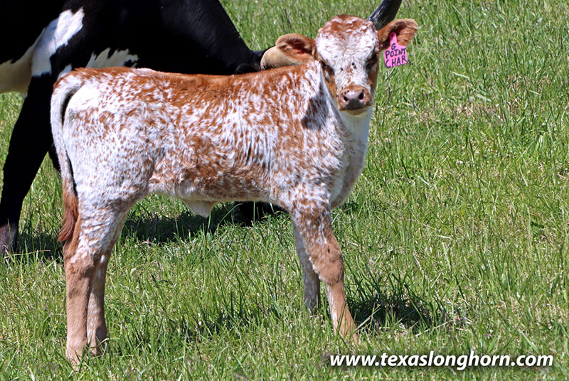 Point Char Calf 2026 - Photo Number: 26D_1163.jpg