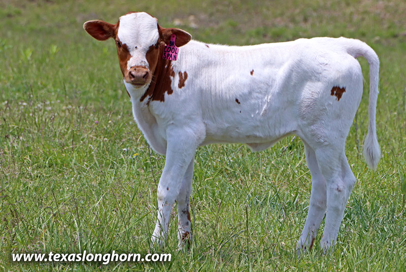 Cool Span Calf 2026 - Photo Number: 26D_1177.jpg