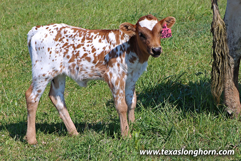 Cut Forever Calf 2026 - Photo Number: 26D_1253.jpg