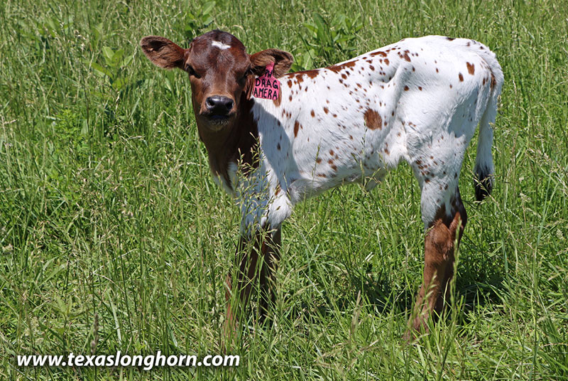 Drag Amera Calf 2026 - Photo Number: 26D_1506.jpg