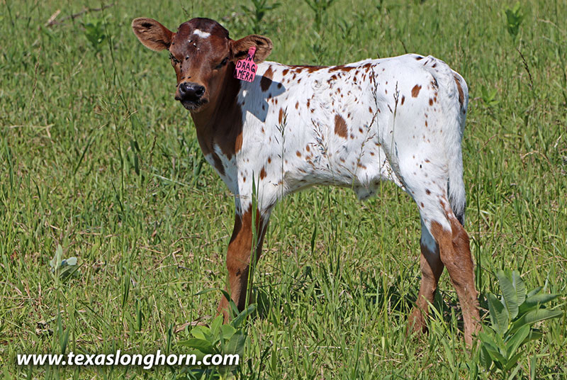 Drag Amera Calf 2026 - Photo Number: 26D_1646.jpg
