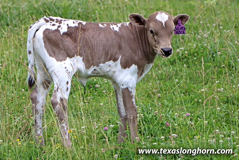 Silver Rock Calf 2026 - Photo Number: 26D_1857.jpg
