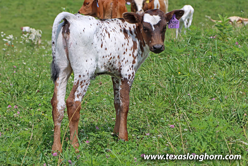 Radiant Cut Calf 2026 - Photo Number: 26D_2316.jpg