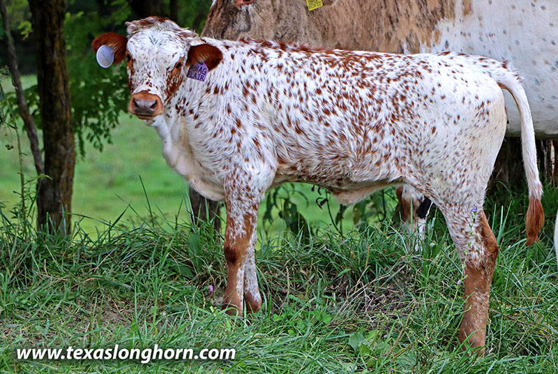 Degage Flair Calf 2026 - Photo Number: 26D_2766.jpg