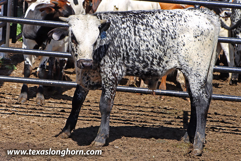 A Show of Beauty Calf 2026 - Photo Number: 26D_2833.jpg