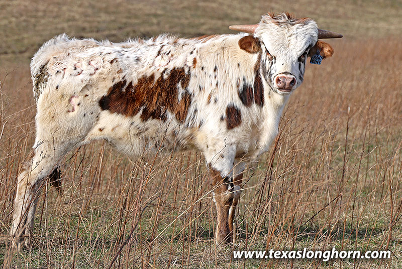 Front Point Calf 2025 - Photo Number: 26J_0238.jpg