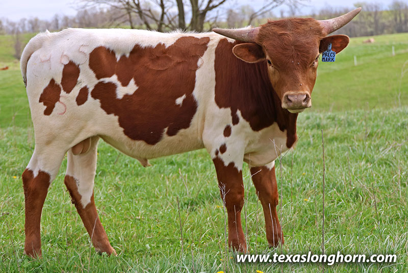 Precious Mark Calf 2025 - Photo Number: 26J_0911.jpg