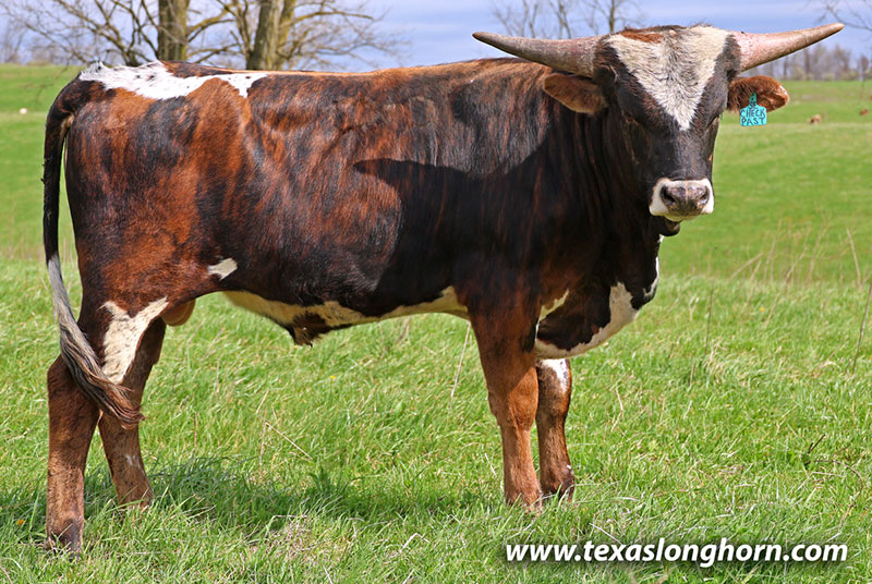 Checkered Past Calf 2025 - Photo Number: 26J_0914.jpg
