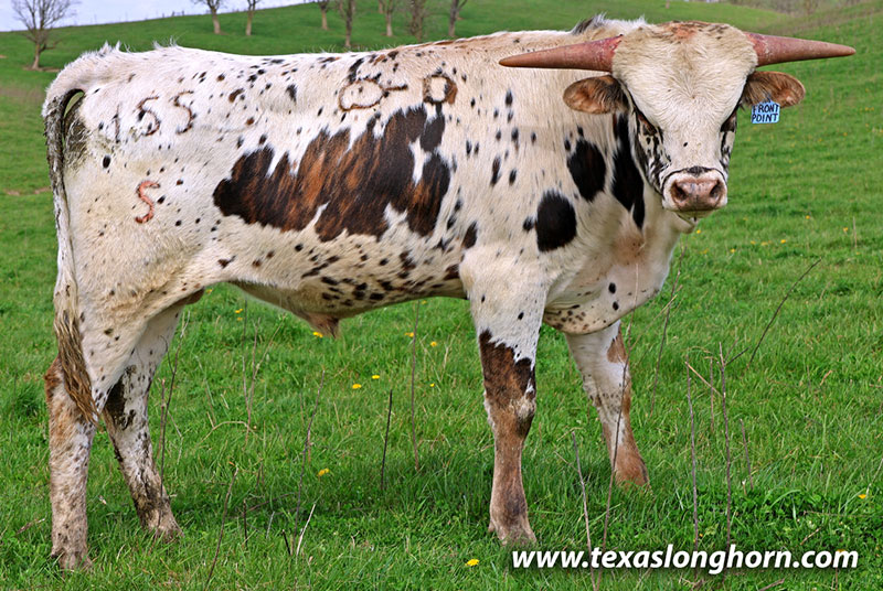 Front Point Calf 2025 - Photo Number: 26J_0955.jpg