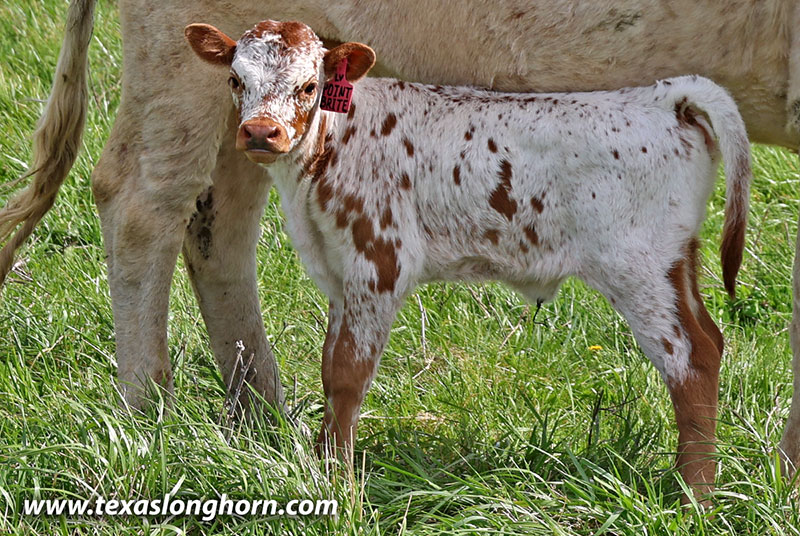 Point Bright Calf 2026 - Photo Number: 26J_1076_calf.jpg