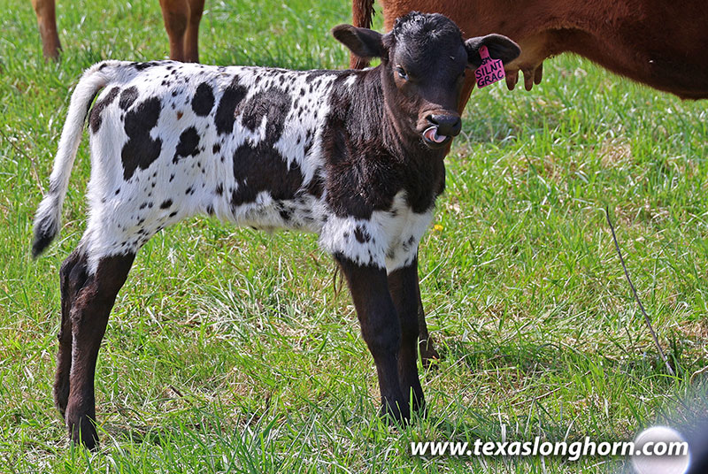 Silent Grace Calf 2026 - Photo Number: 26J_1078.jpg