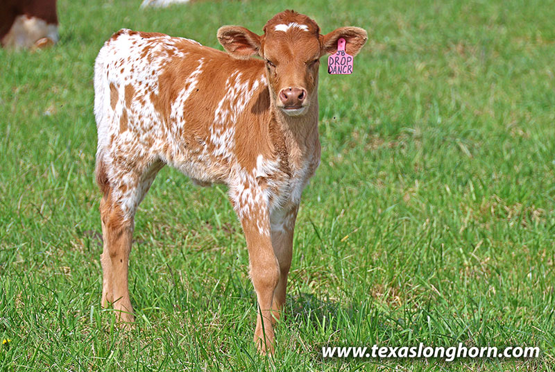 Drop Dancer Calf 2026 - Photo Number: 26J_1086.jpg