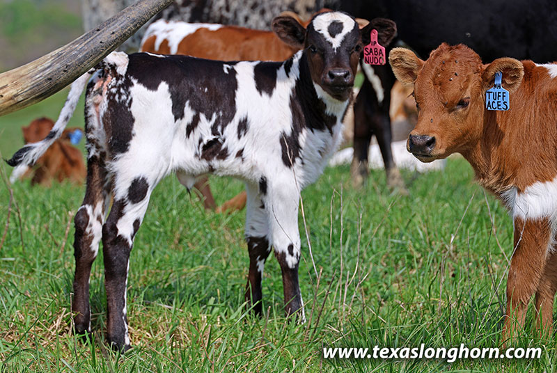 Cut List Calf 2026 - Photo Number: 26J_1095.jpg