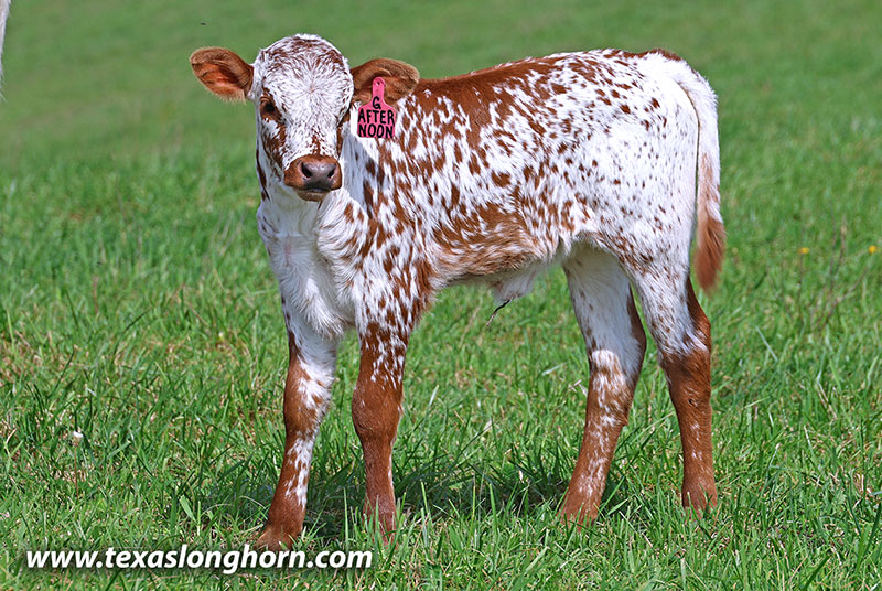Afternoon Calf 2026 - Photo Number: 26J_1108.jpg