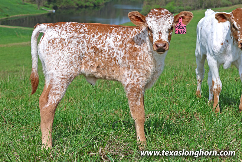 Point Char Calf 2026 - Photo Number: 26J_1114.jpg