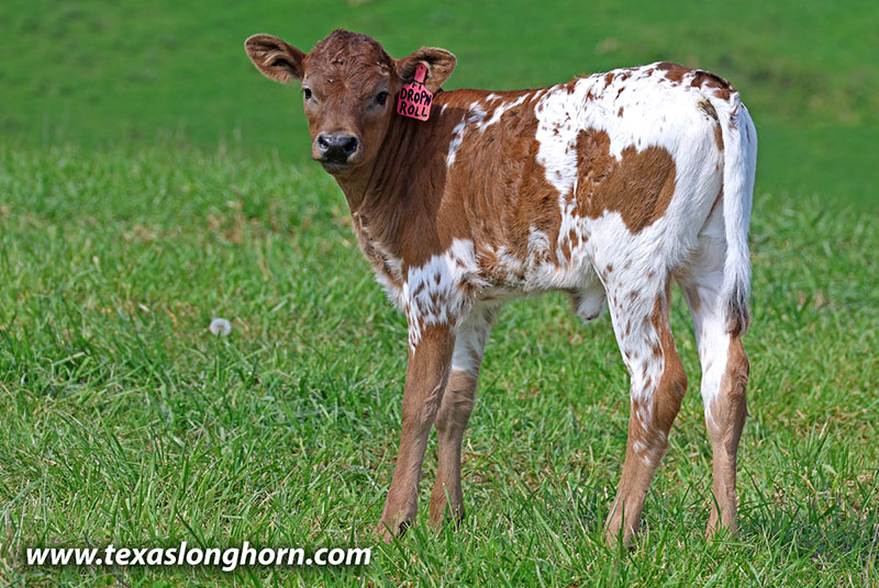 Drop & Roll Calf 2026 - Photo Number: 26J_1127.jpg