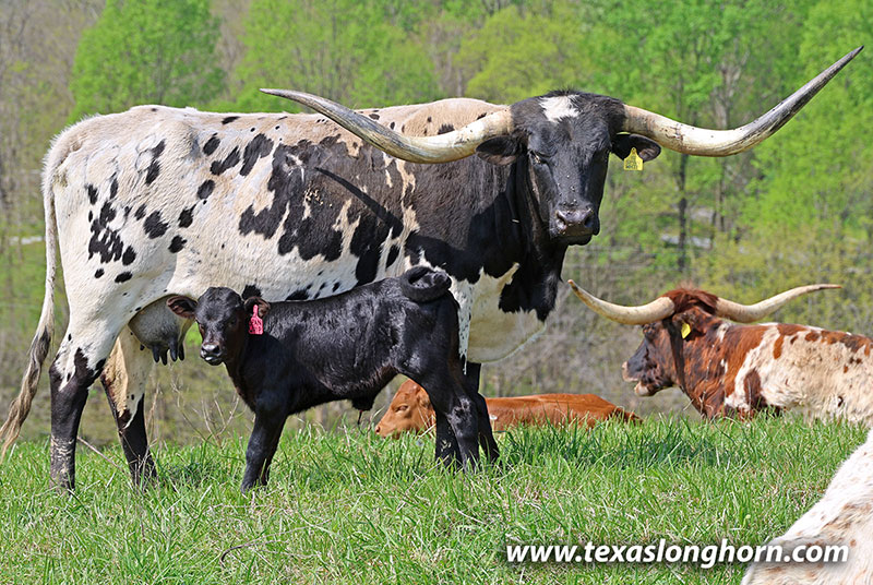 Texas Longhorn Cows & Bulls for Sale in Ohio | Dickinson Cattle Co