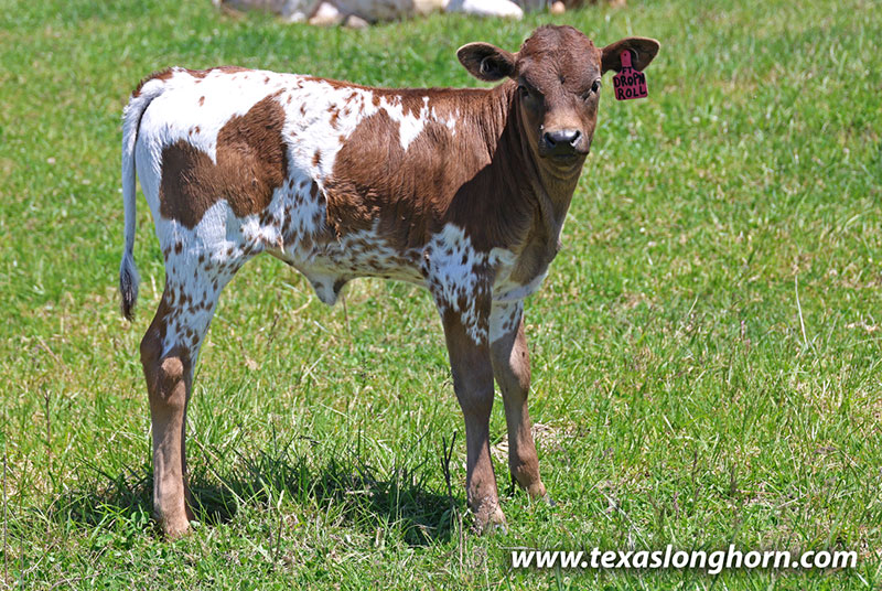 Drop & Roll Calf 2026 - Photo Number: 26J_1456.jpg