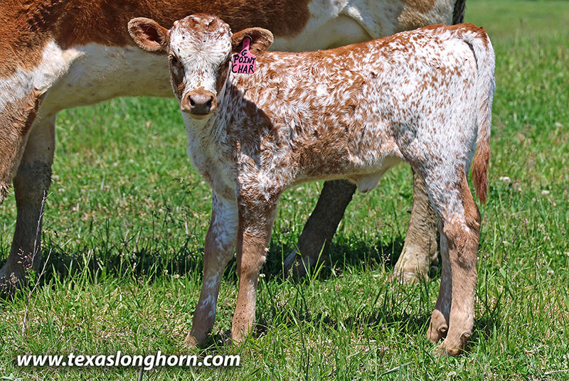 Point Char Calf 2026 - Photo Number: 26J_1465.jpg