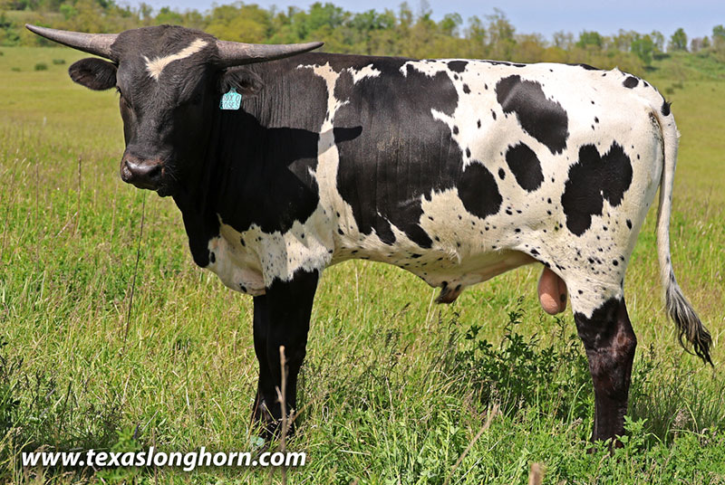 Box of Roses Calf 2025 - Photo Number: 26J_1589.jpg