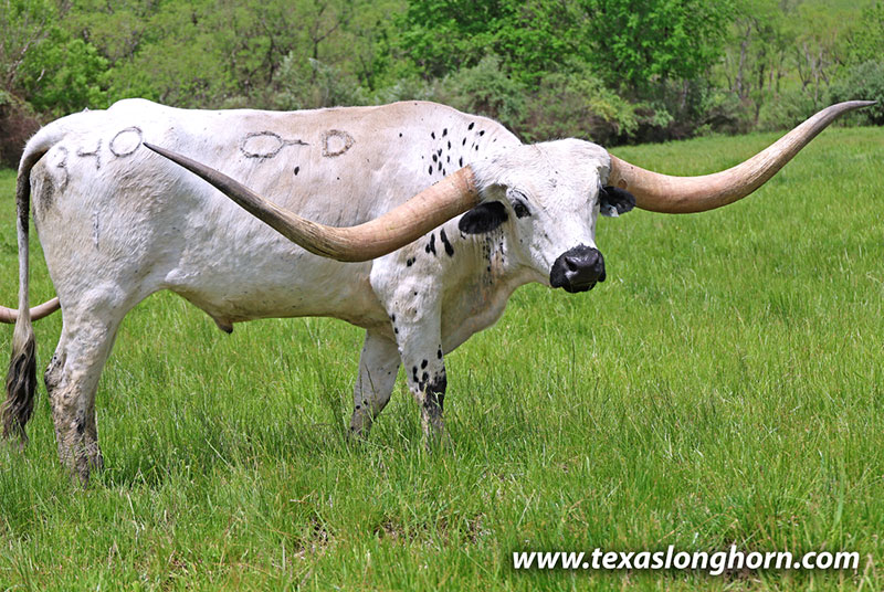 Texas Longhorn Exhibition_Steer - Gnarly Briar - Photo Number: 26J_1975.jpg