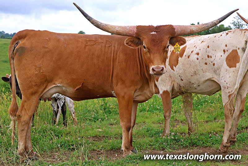 Marked Tepal - Photo Number: 26J_3096.jpg