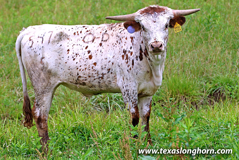 Rhaenyra - Photo Number: 26J_3160.jpg
