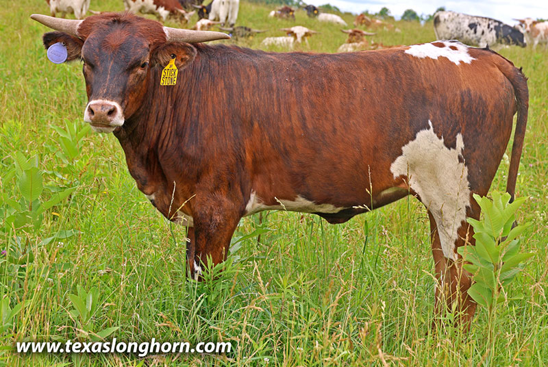  Heifer_2025 - Sticky Stone - Photo Number: 26J_3186.jpg