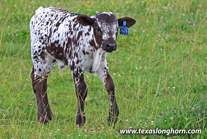 Spicy Mark Calf 2026 - Photo Number: 26J_3320.jpg
