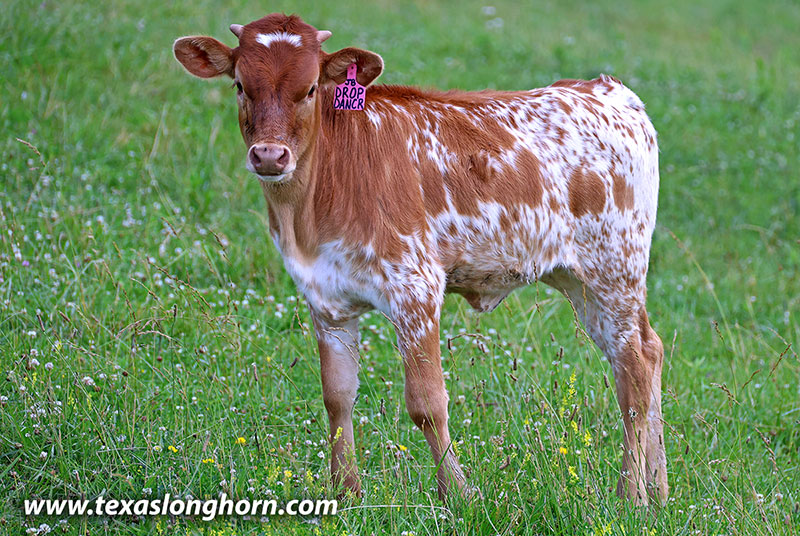 Drop Dancer Calf 2026 - Photo Number: 26J_3416.jpg