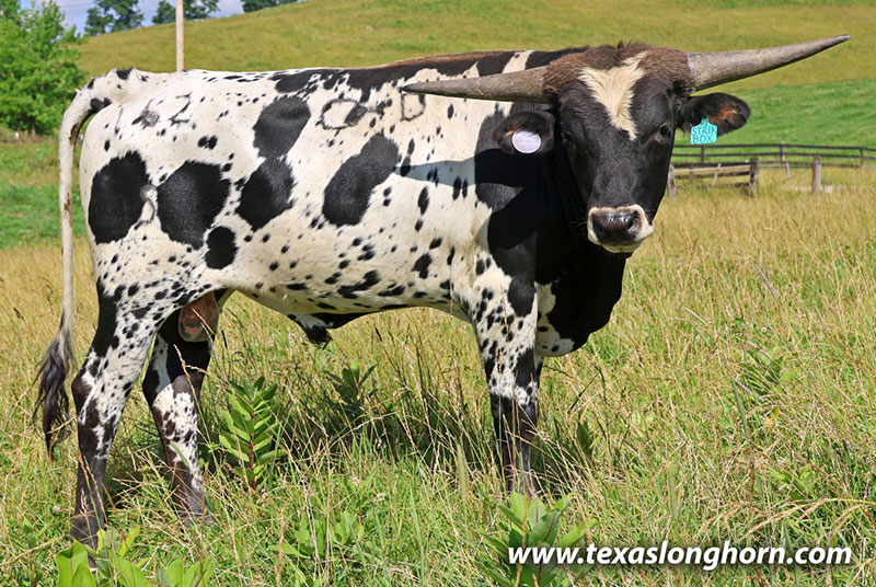  Bull_2025 - Striking Box x Full Throttle - Bull - Photo Number: 26J_3570.jpg