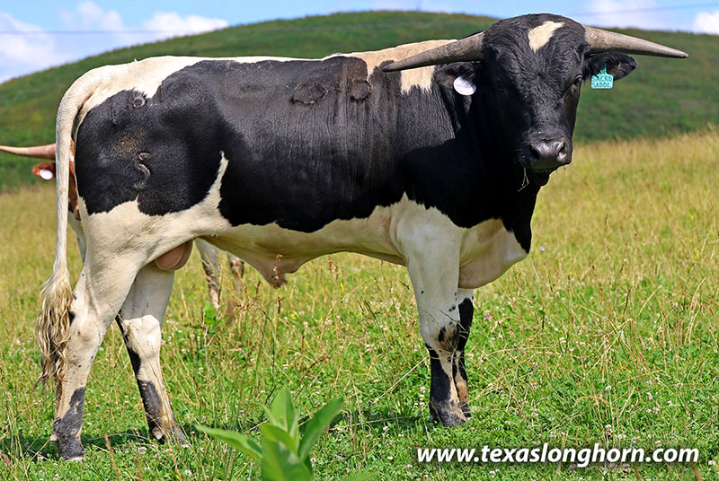 Sacred Saddle Calf 2025 - Photo Number: 26J_3628.jpg
