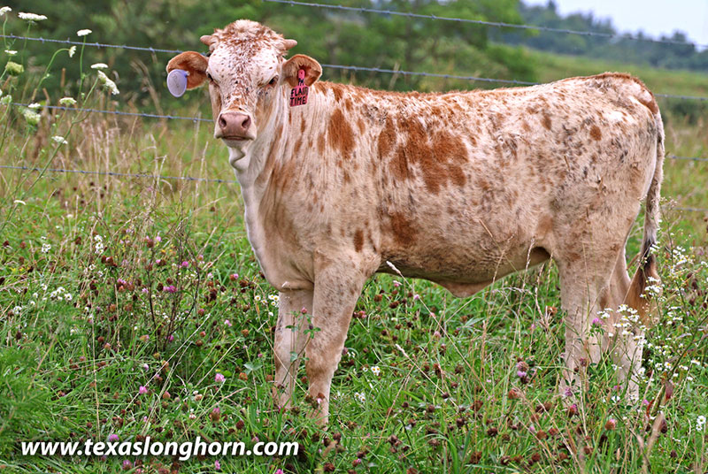 Flair Time Calf 2026 - Photo Number: 26J_4145.jpg
