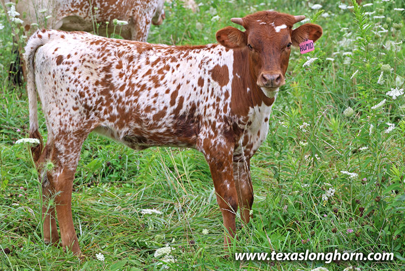 Humid Calf 2026 - Photo Number: 26J_4250.jpg