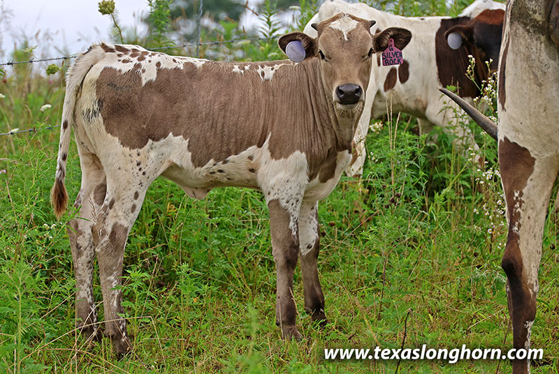 Silver Rock Calf 2026 - Photo Number: 26J_4258.jpg