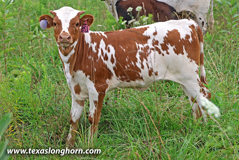She's A 20 G Calf 2026 - Photo Number: 26J_4267.jpg