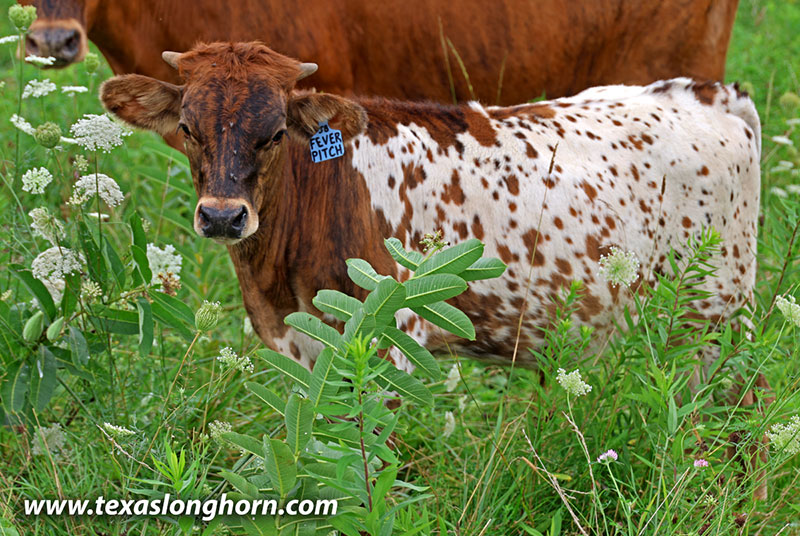 Fever Pitch Calf 2026 - Photo Number: 26J_4284.jpg