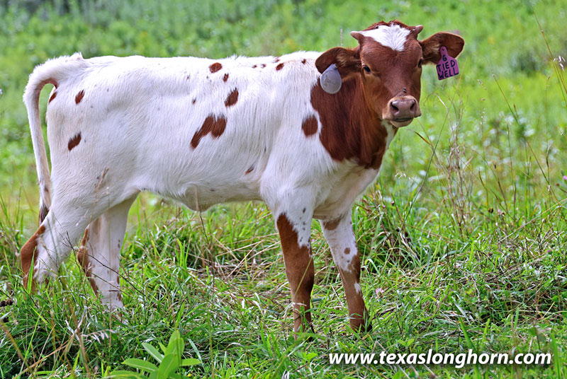 Jest Respect Calf 2026 - Photo Number: 26J_4583.jpg