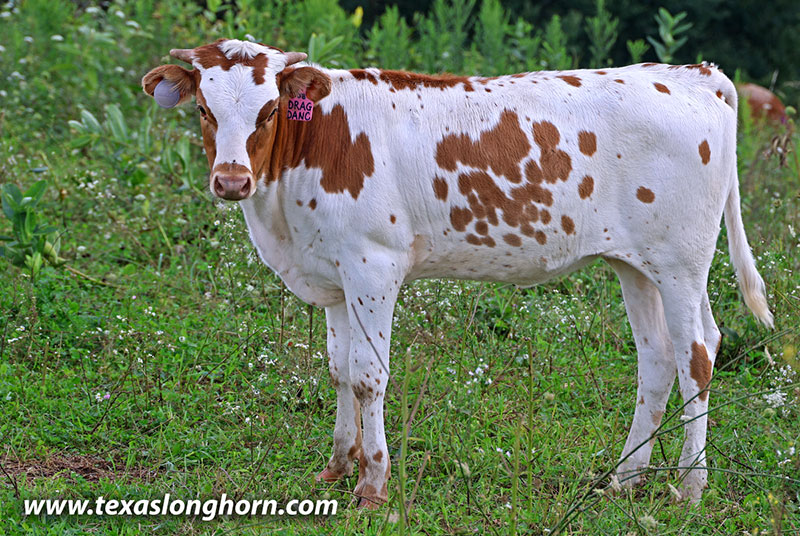 Drag Dance Calf 2026 - Photo Number: 26J_4649.jpg