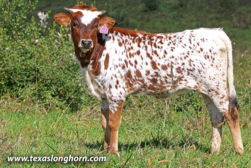 Coco Box Calf 2026 - Photo Number: 26J_5267.jpg