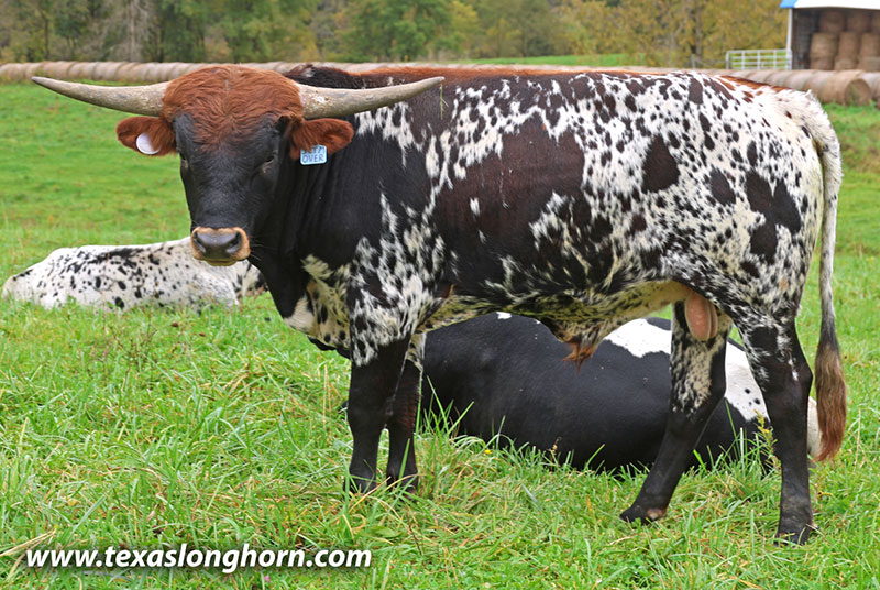 Jet Me Over Calf 2025 - Photo Number: 26J_5311.jpg