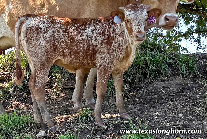 Point Char Calf 2026 - Photo Number: CP_0321_Point_Char_26-20260723.jpg