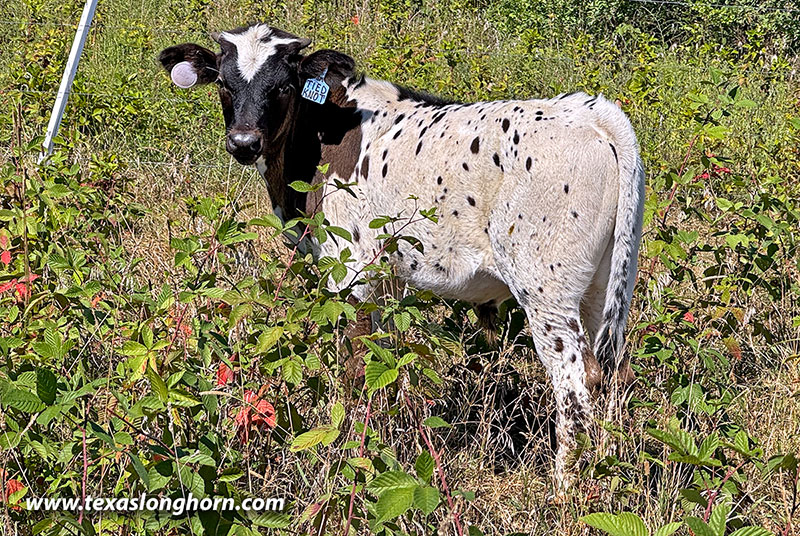  Bull_2025 - Tied Knot x Showman - 2025 Bull - Photo Number: CP_0905_Tied_knot_25-20250826.jpg